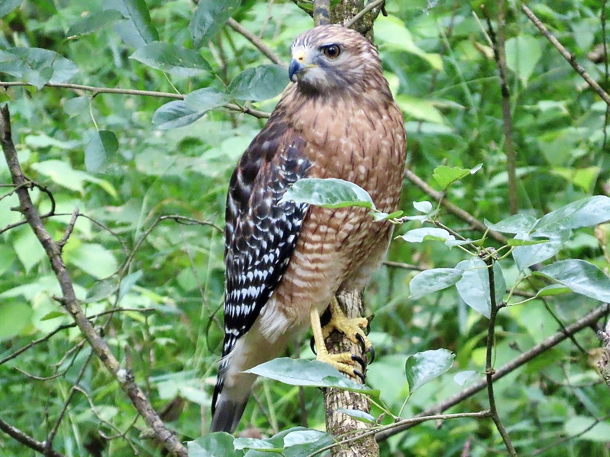 Red-shouldered Hawk - ML623864640