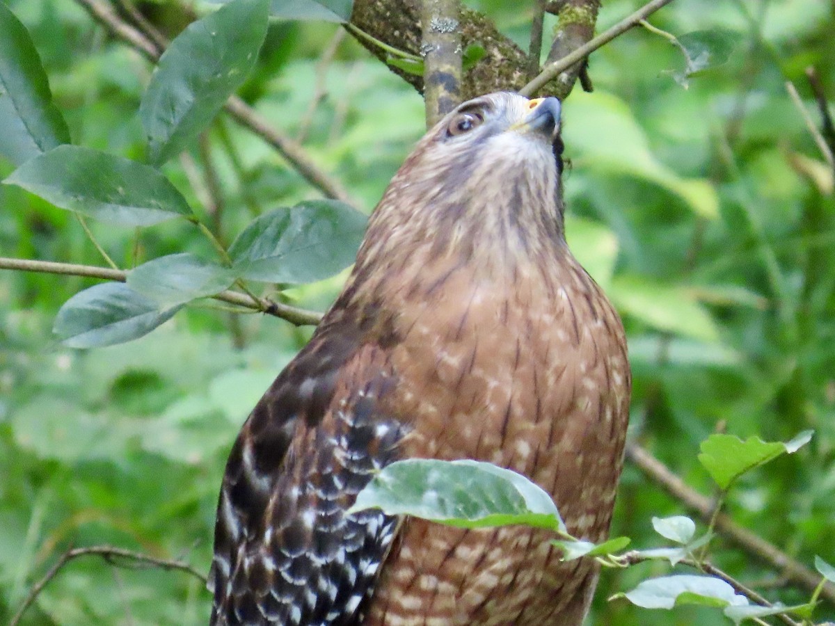 Red-shouldered Hawk - ML623864641