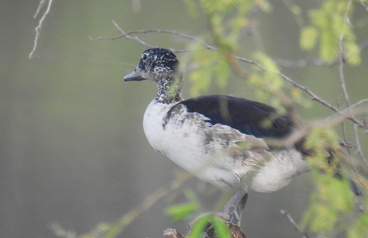 Knob-billed Duck - Ayan Watve