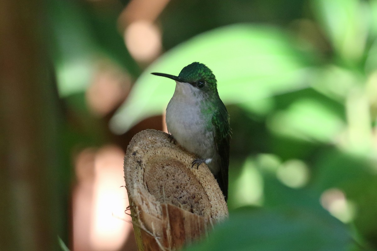 Violet-capped Woodnymph - ML623864662