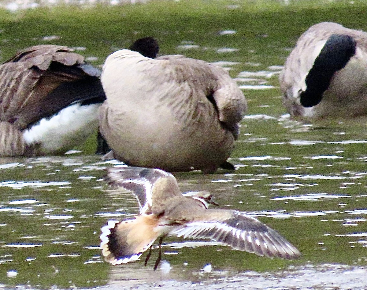 Killdeer - ML623864670