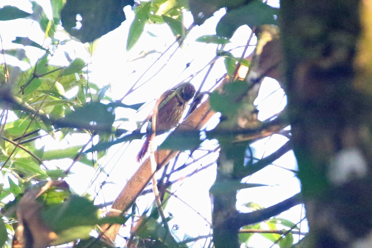 Lesser Woodcreeper - ML623864676