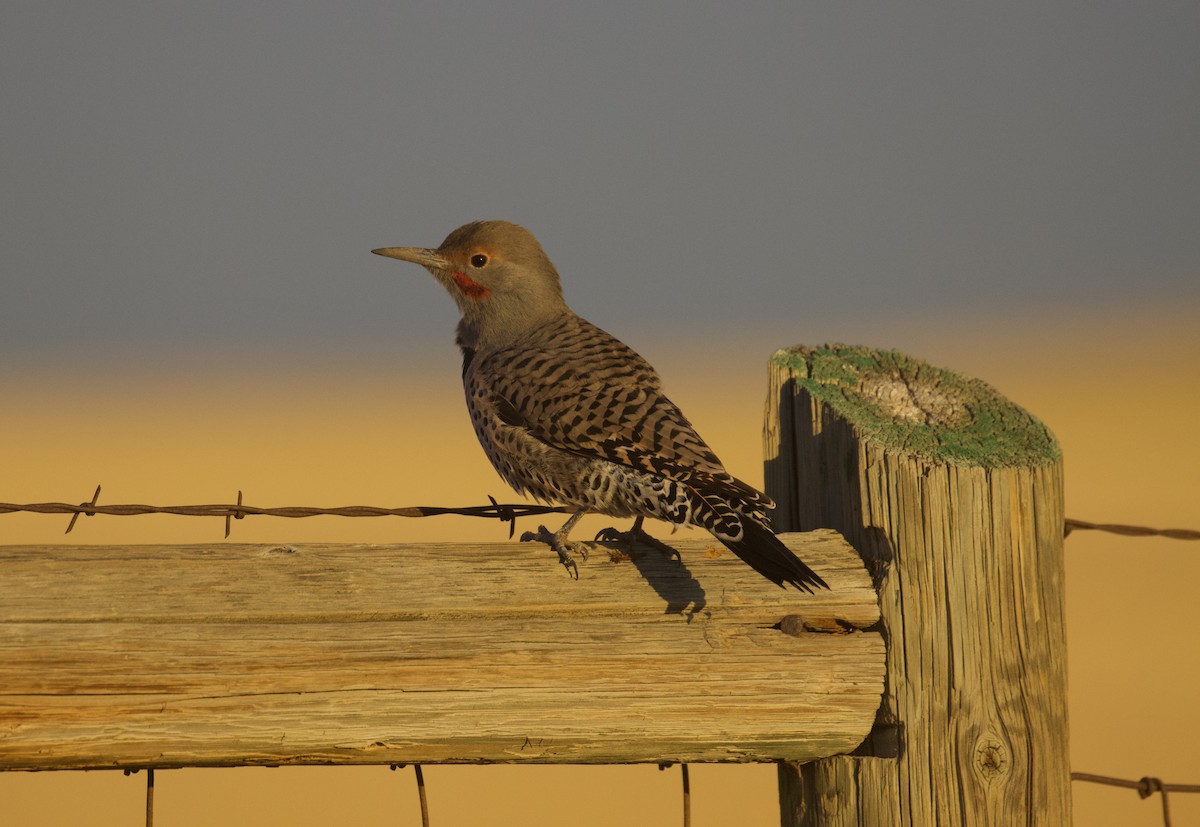 Northern Flicker - Darren Carbone