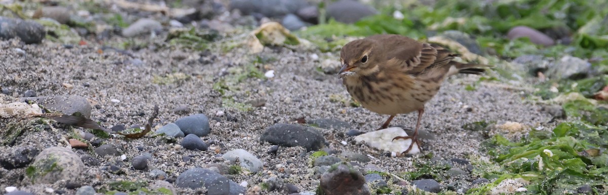 American Pipit - ML623864753