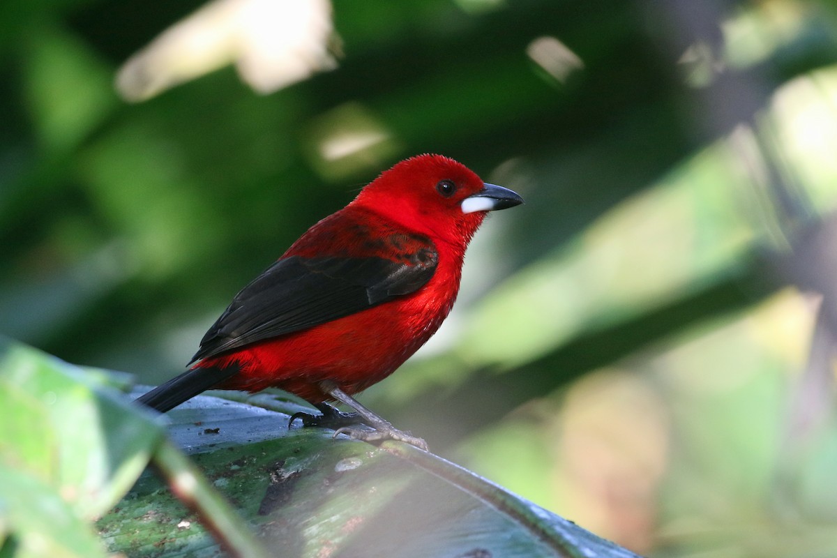 Brazilian Tanager - ML623864762