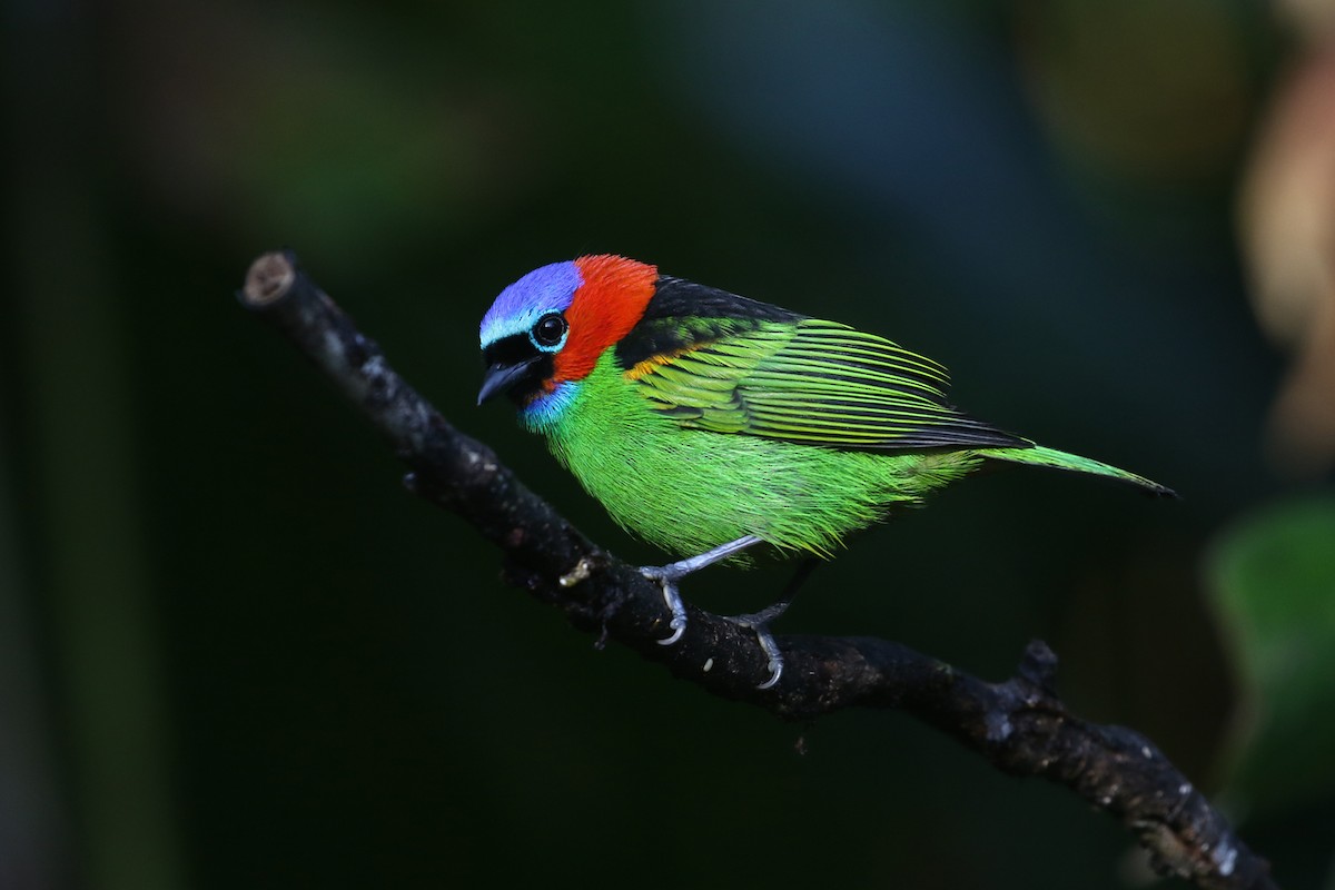 Red-necked Tanager - Dave Beeke