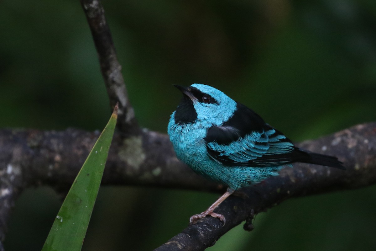 Blue Dacnis - ML623864797