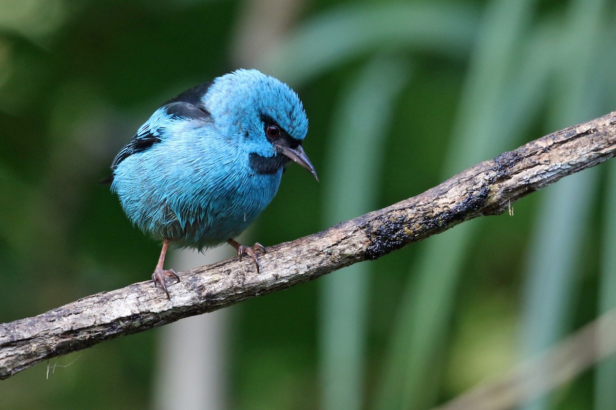 Blue Dacnis - ML623864799