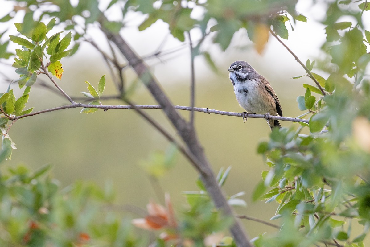 Bell's Sparrow (belli) - ML623864846