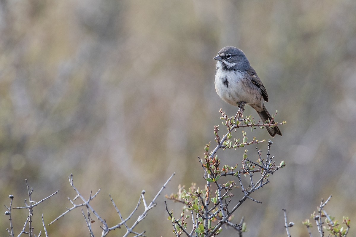 Bell's Sparrow (belli) - ML623864850