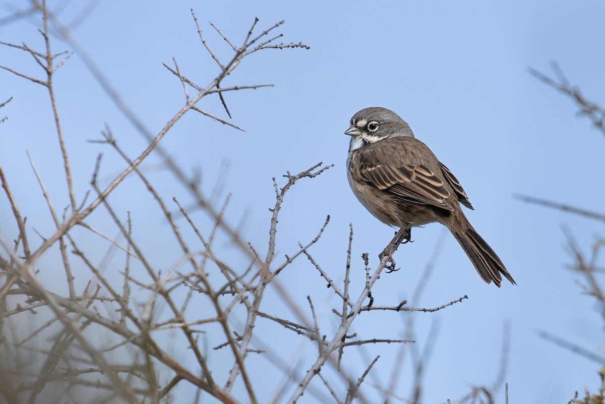 Bell's Sparrow (belli) - ML623864855