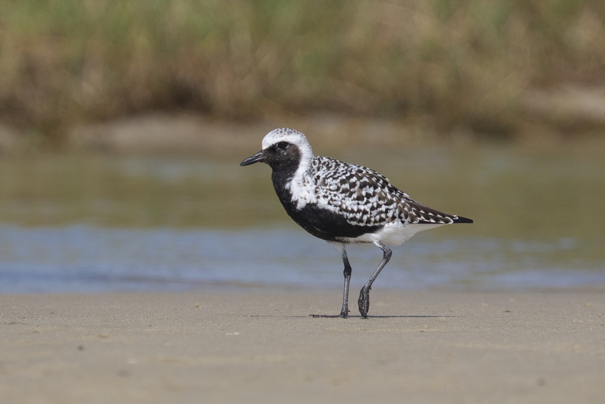 Black-bellied Plover - ML623864861