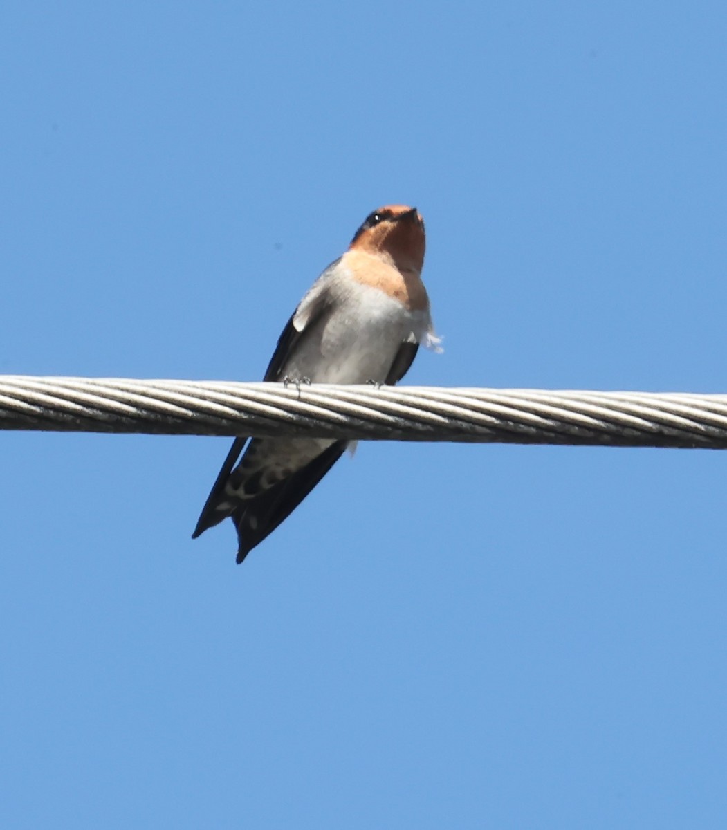 Pacific Swallow - ML623864879