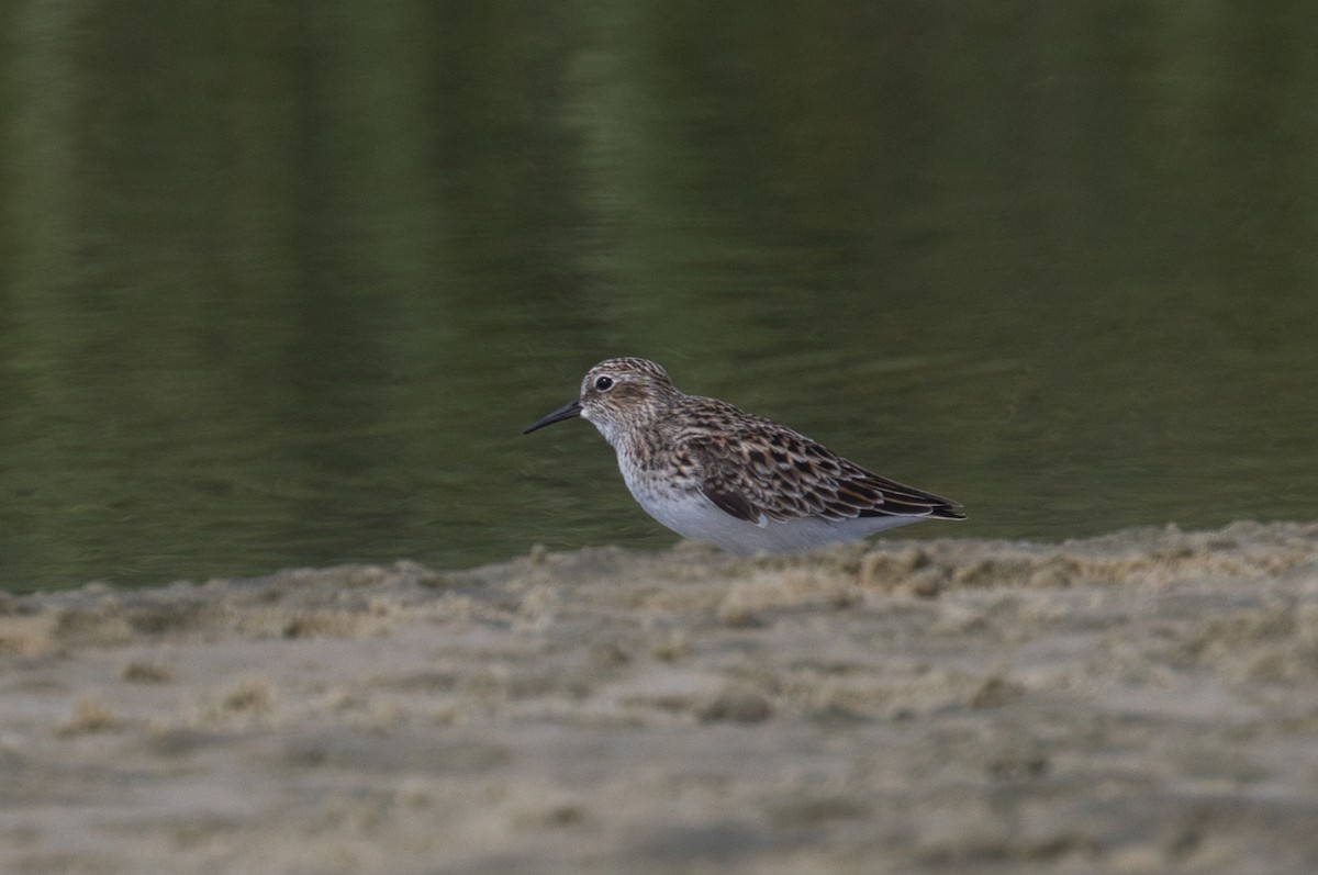 Least Sandpiper - ML623864885