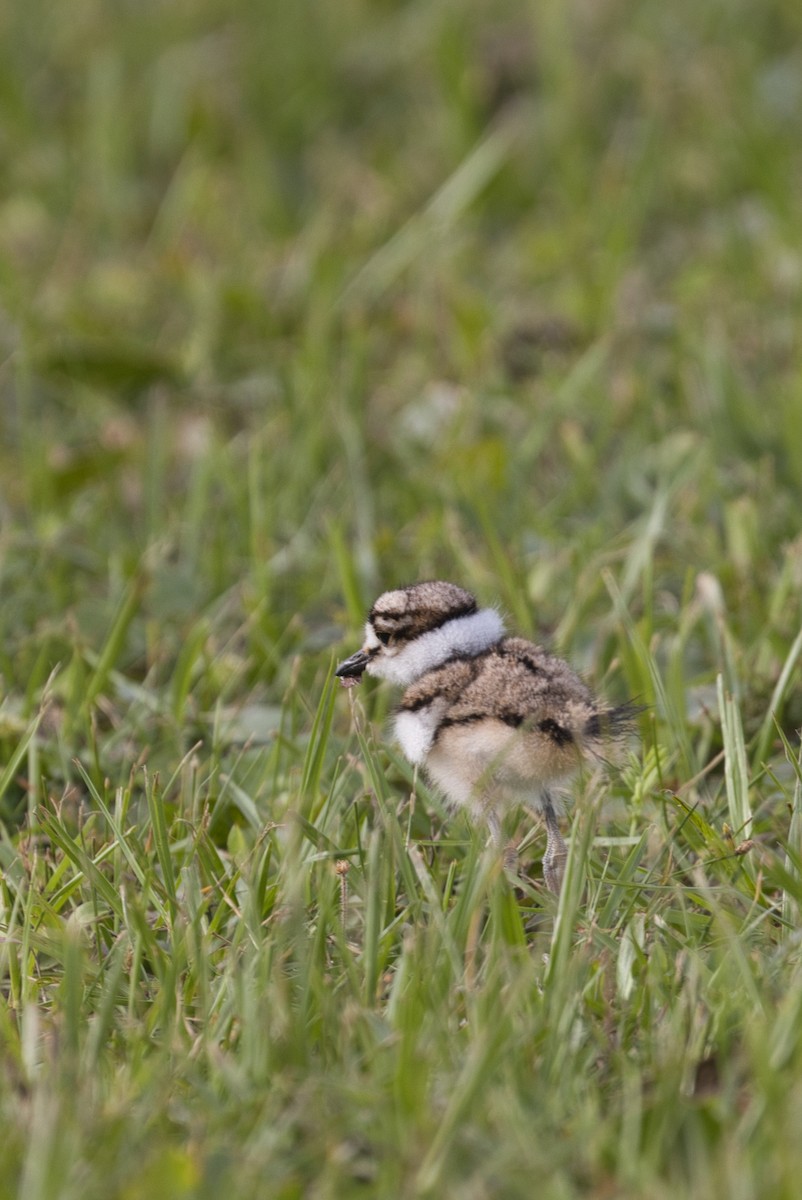 Killdeer - ML623864900