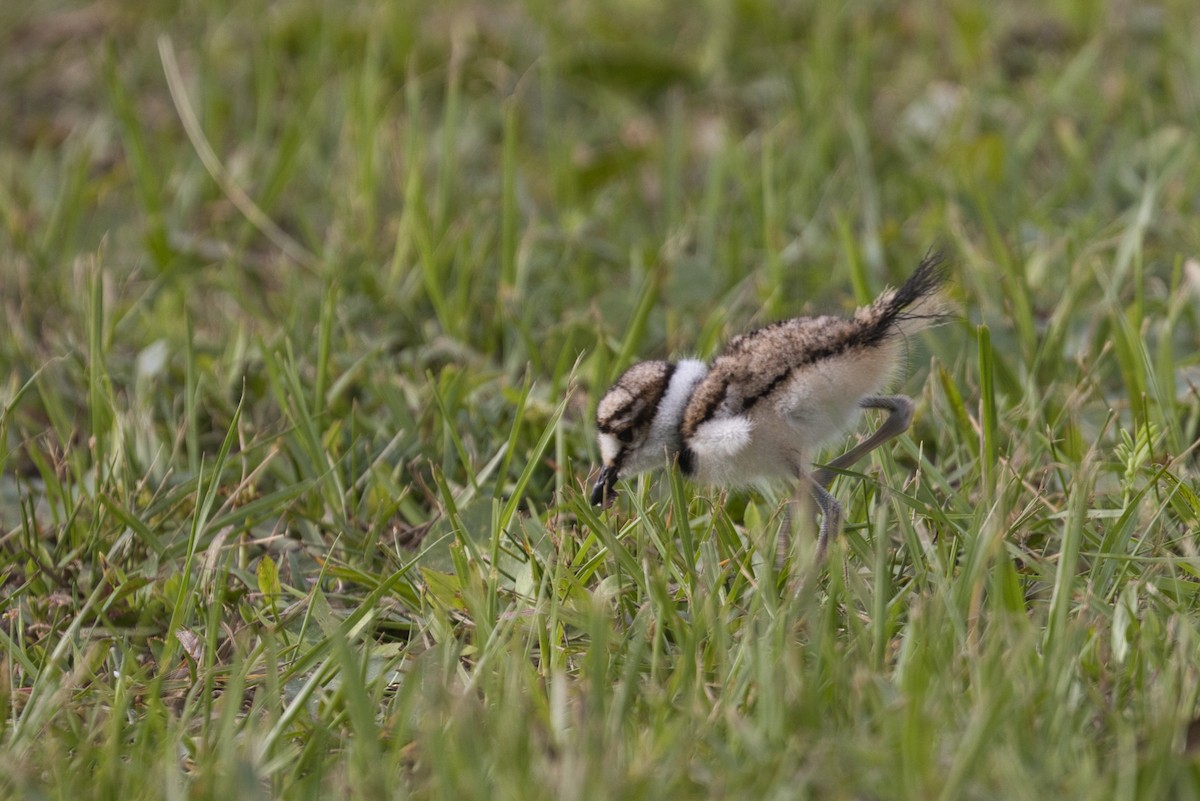 Killdeer - ML623864901