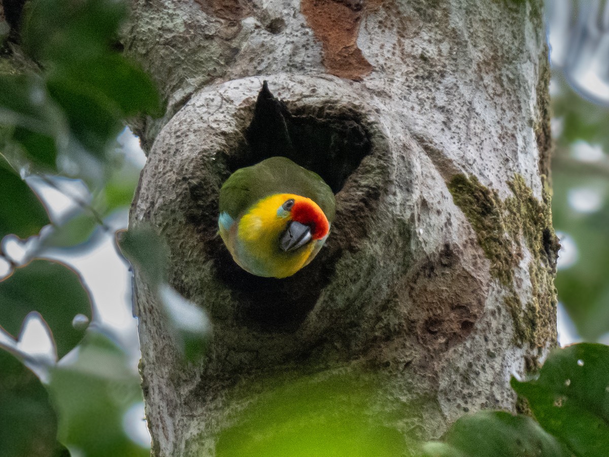 Large Fig-Parrot - ML623864924