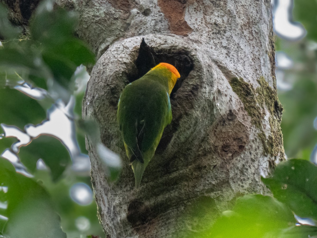 Large Fig-Parrot - ML623864925