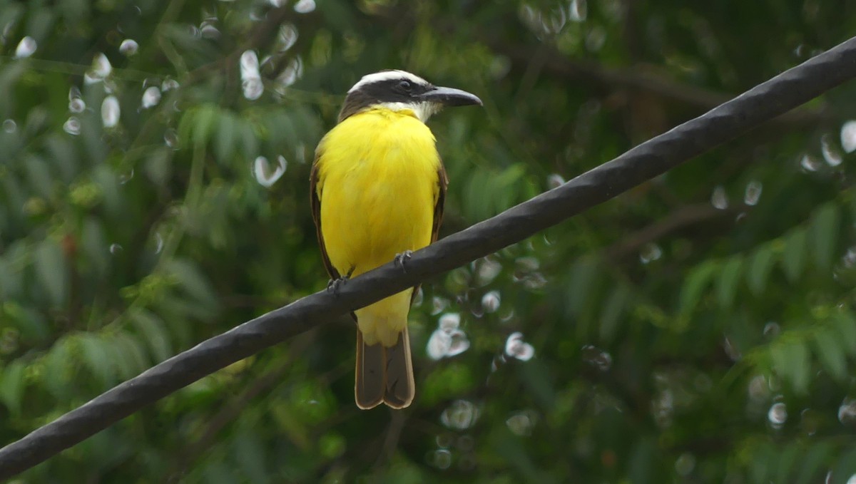 Boat-billed Flycatcher (Tumbes) - ML623864927