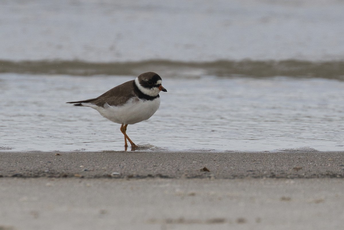 Semipalmated Plover - ML623864938