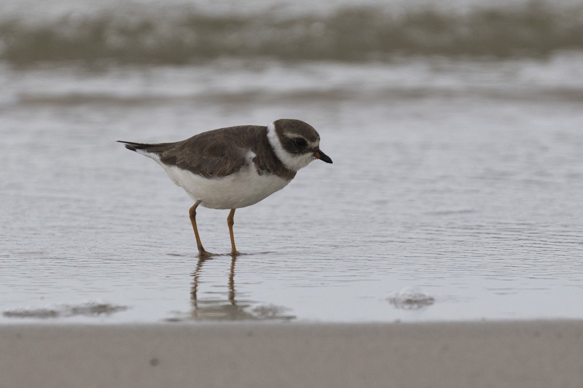 Semipalmated Plover - ML623864939