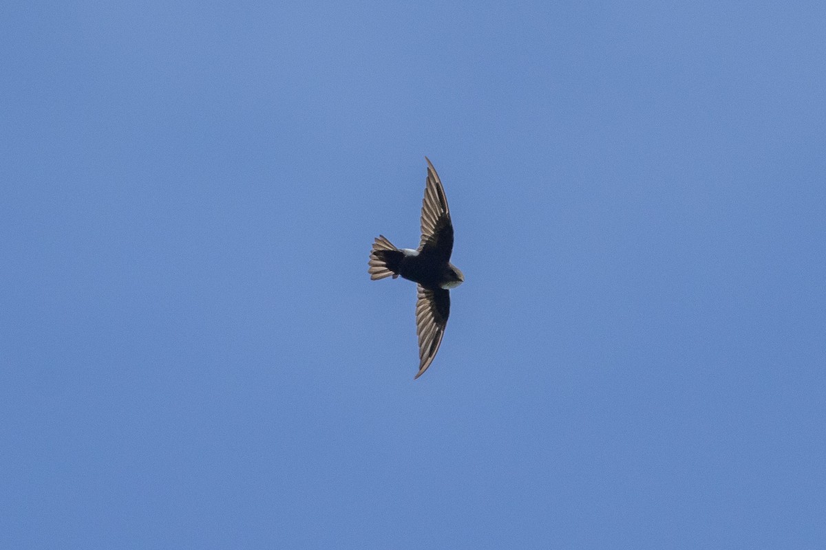 Pacific Swift - ML623864940