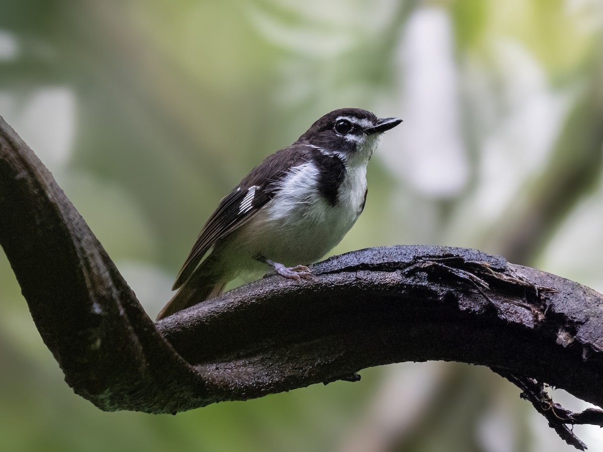 Black-sided Robin - ML623864942