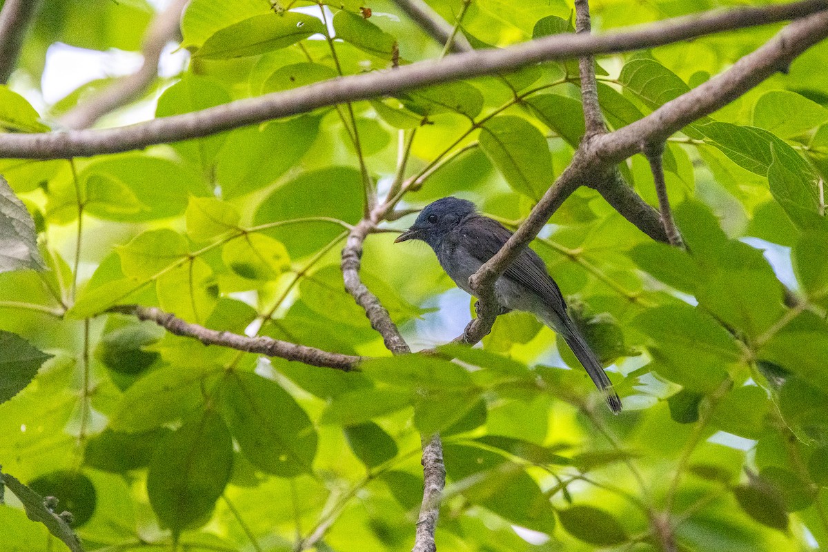 Black-naped Monarch - ML623864945