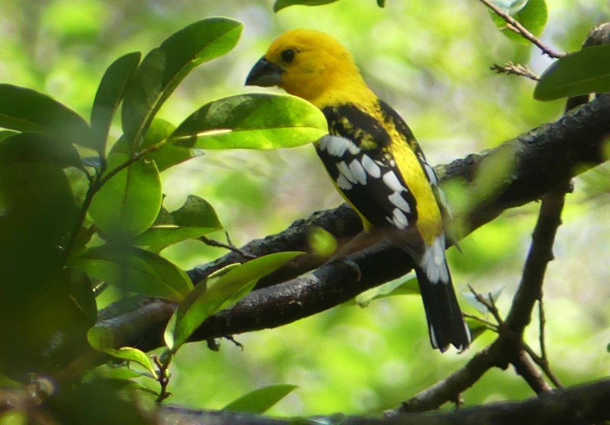 Golden Grosbeak - ML623864947