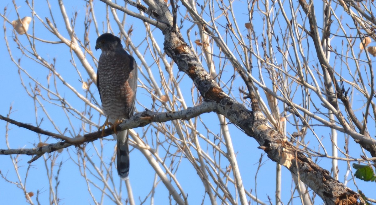 Cooper's Hawk - ML623864949