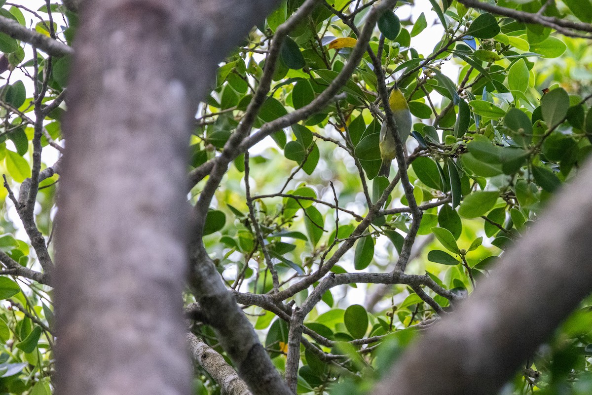 Swinhoe's White-eye - ML623864950