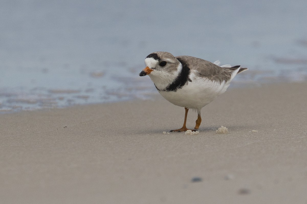 Piping Plover - ML623864959