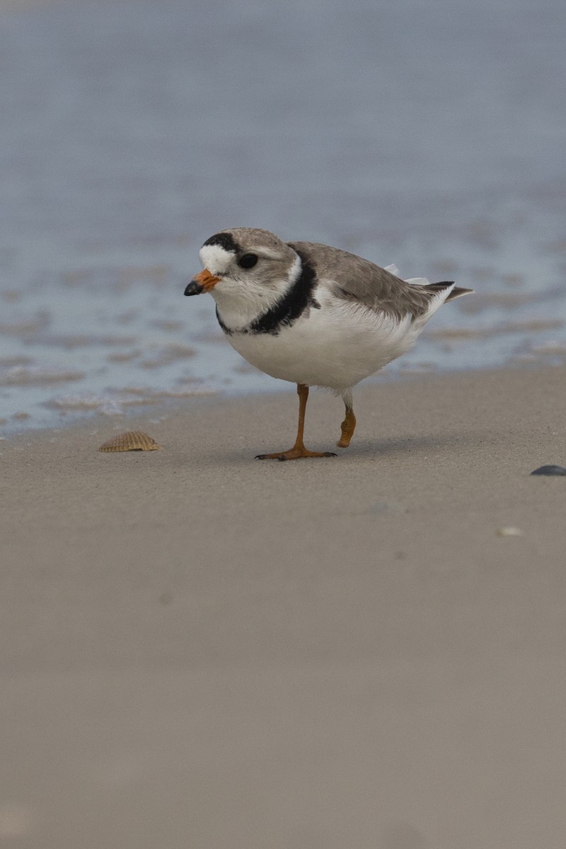 Piping Plover - ML623864960