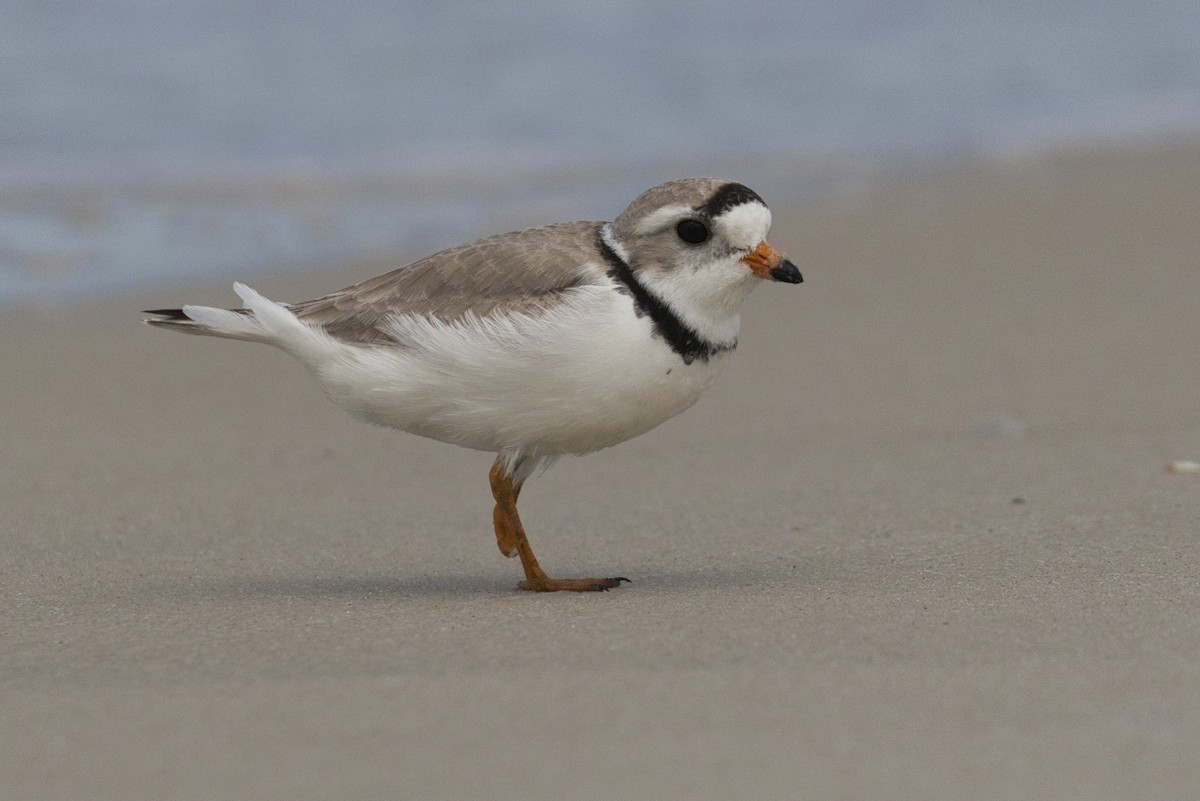 Piping Plover - ML623864961