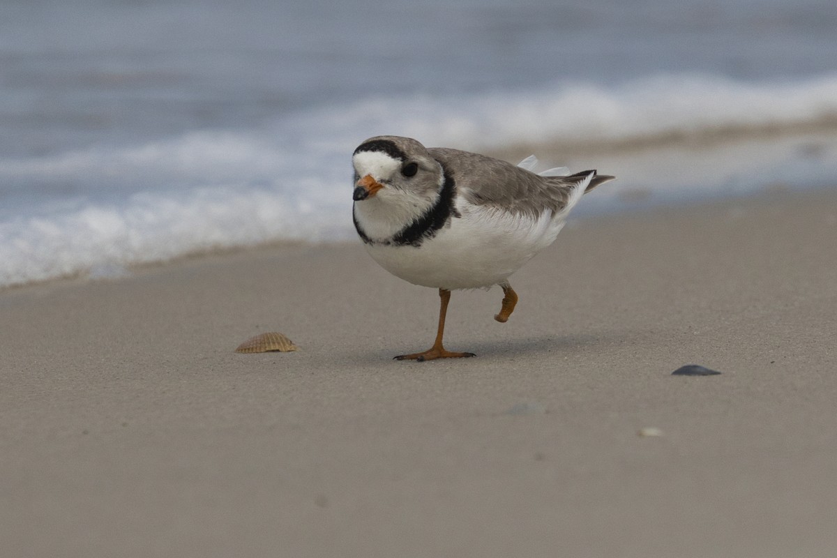 Piping Plover - ML623864962