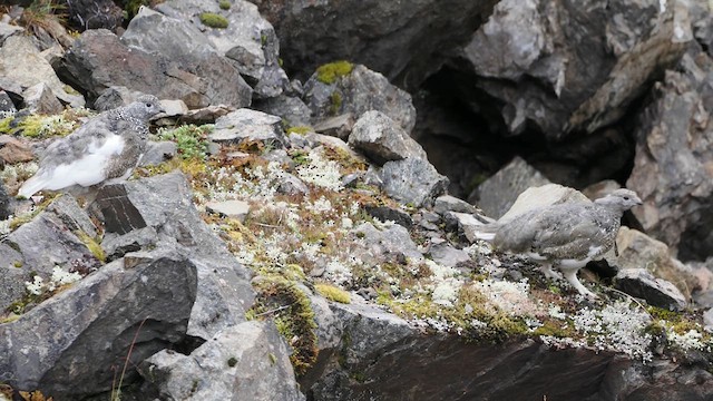 Ak Kuyruklu Kar Tavuğu - ML623864967