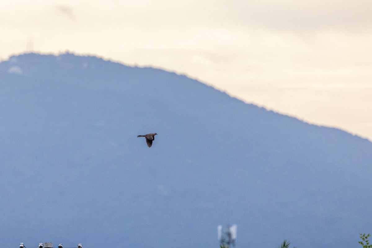 Spotted Dove - ML623864972