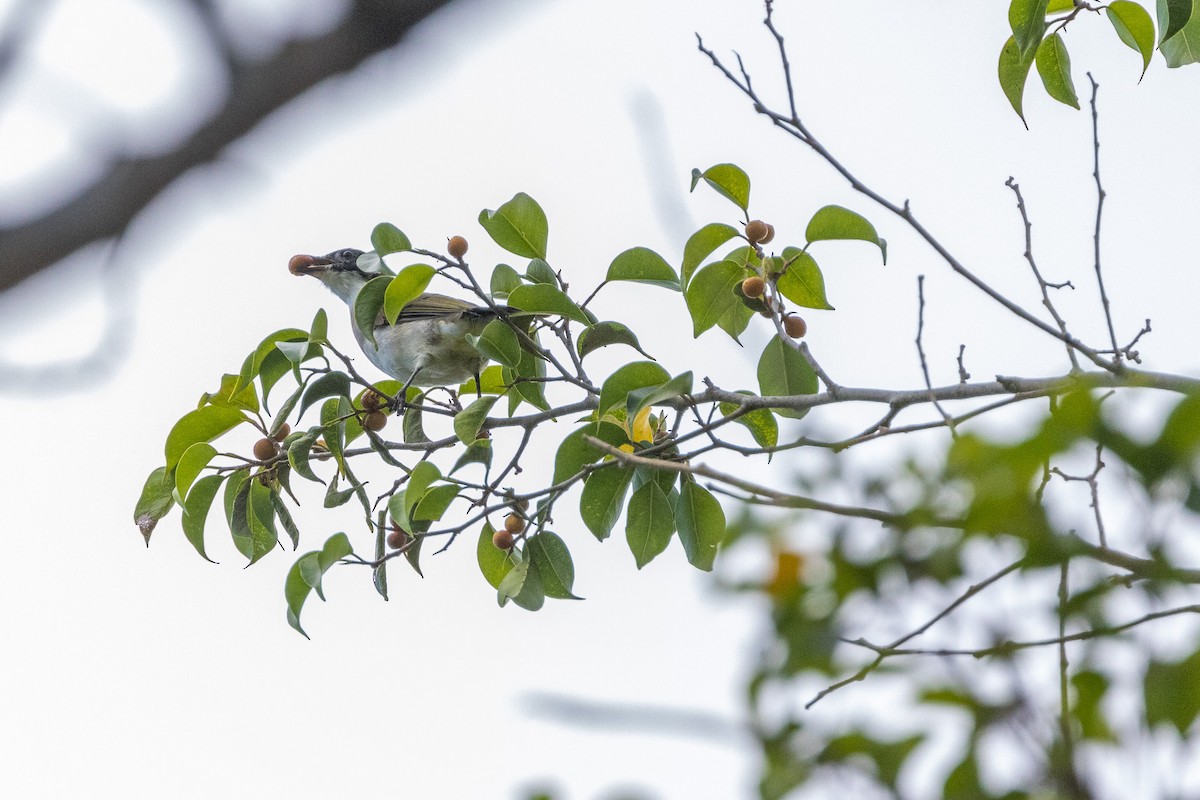 Light-vented Bulbul (hainanus) - ML623864974