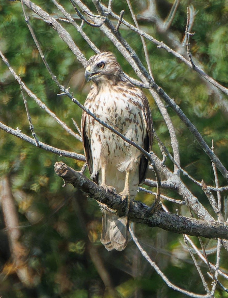 Red-tailed Hawk - ML623864976