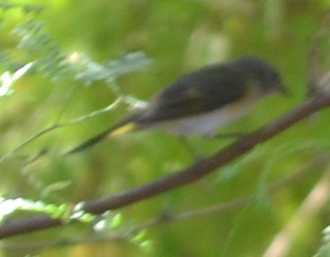 American Redstart - ML623864977