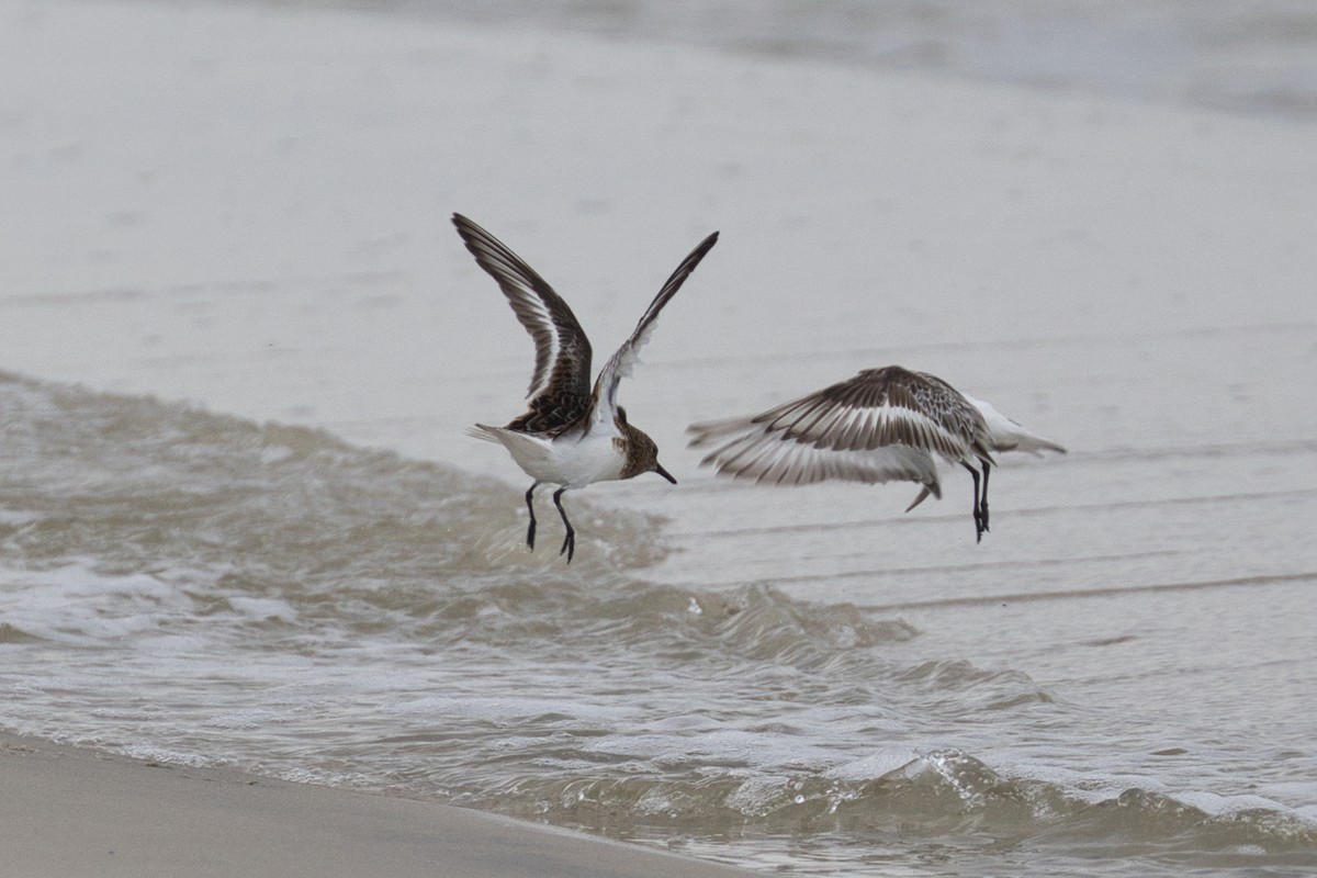 Sanderling - ML623864978