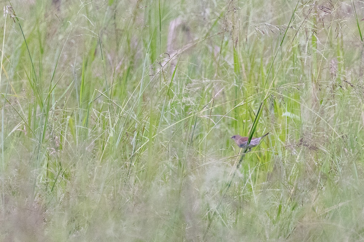 Scaly-breasted Munia - ML623864981