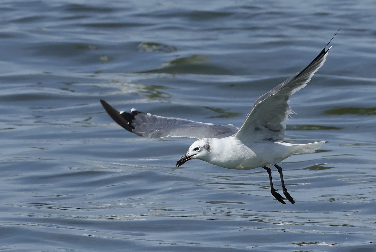 Laughing Gull - Ron Bradley