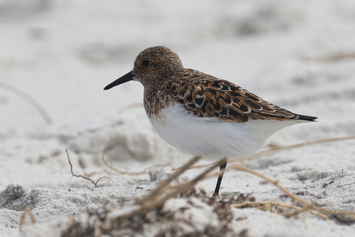 Sanderling - ML623864983