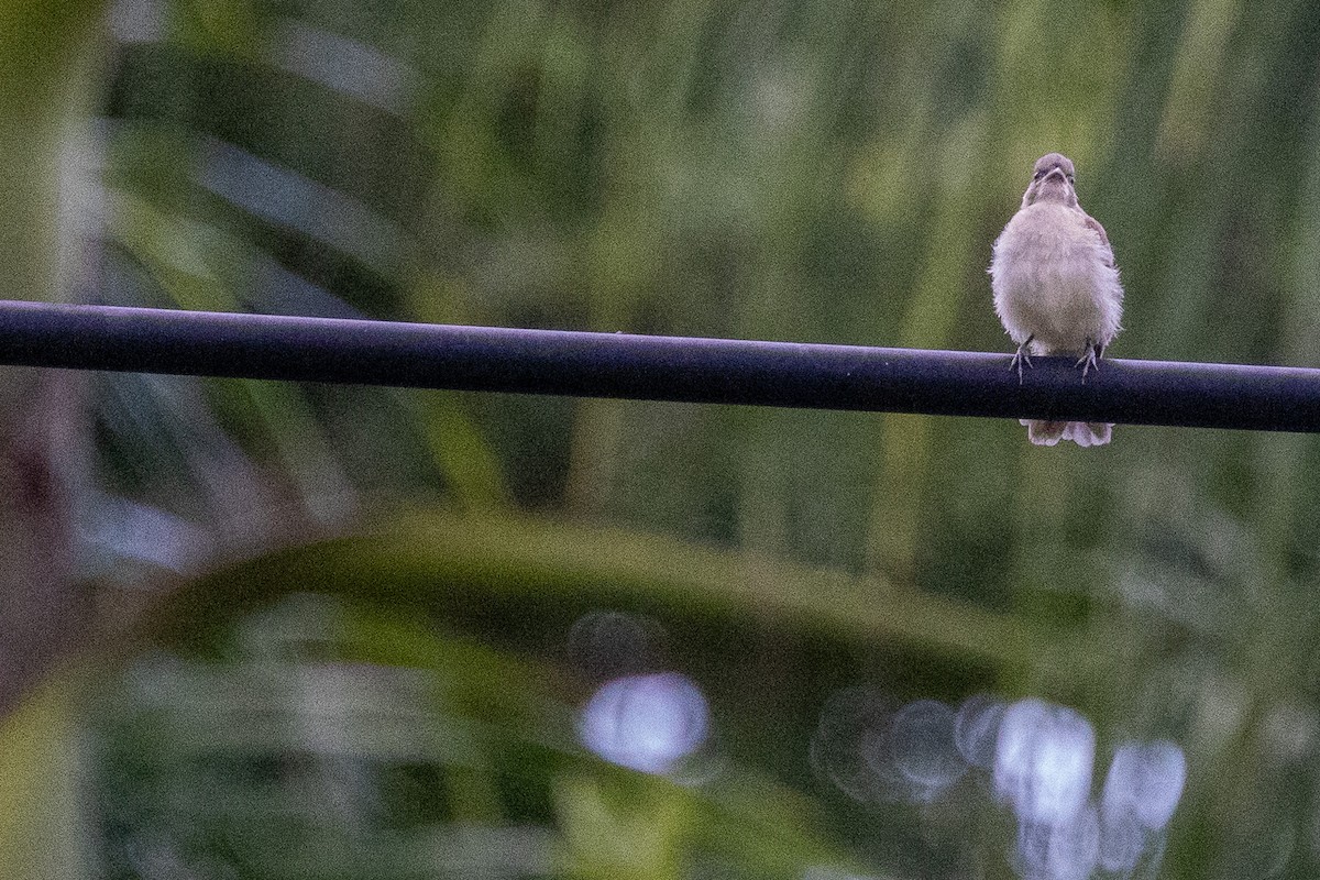 Light-vented Bulbul (hainanus) - ML623864987