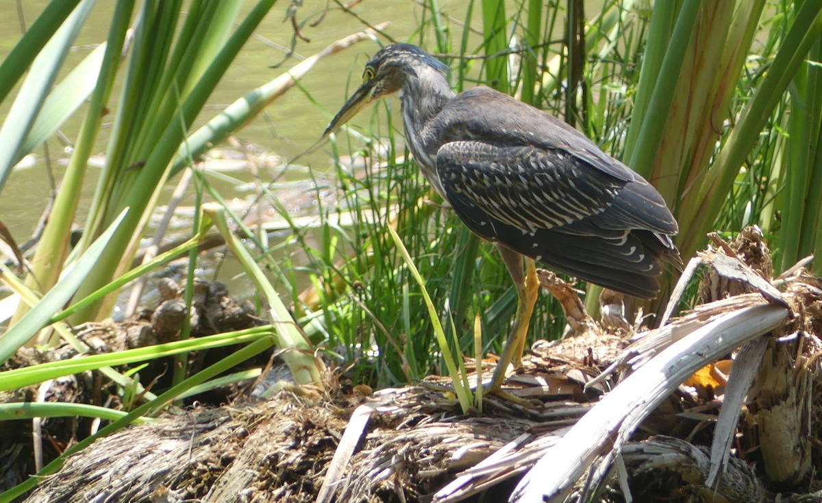 Striated Heron (South American) - ML623864988