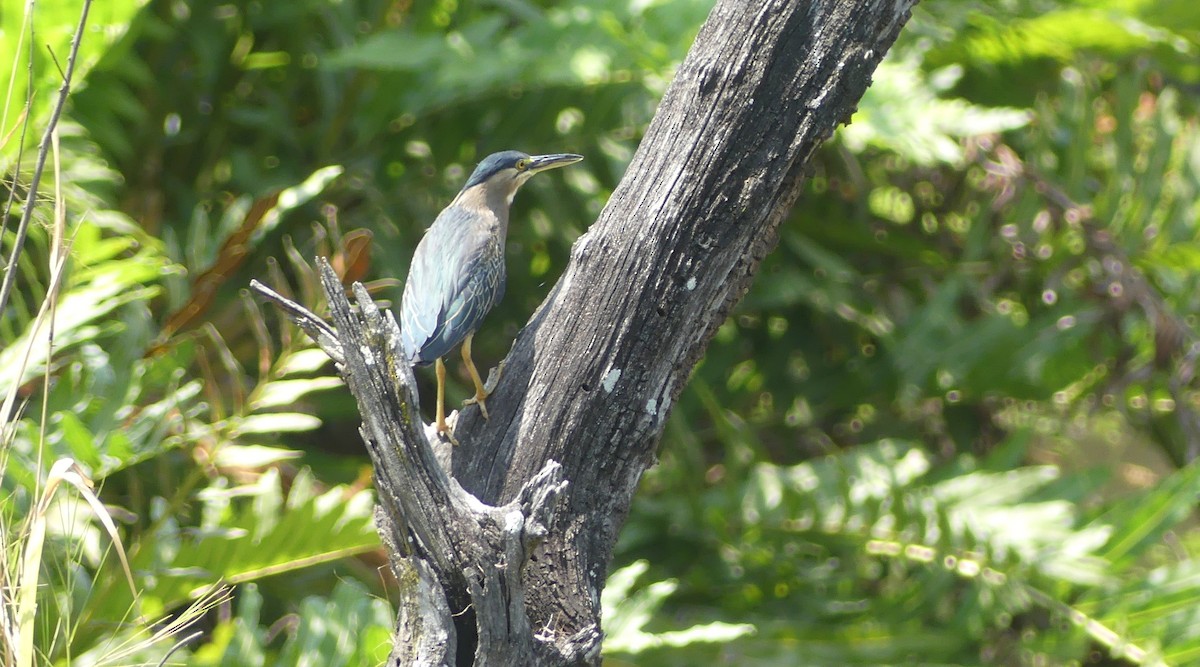 Striated Heron (South American) - ML623864989