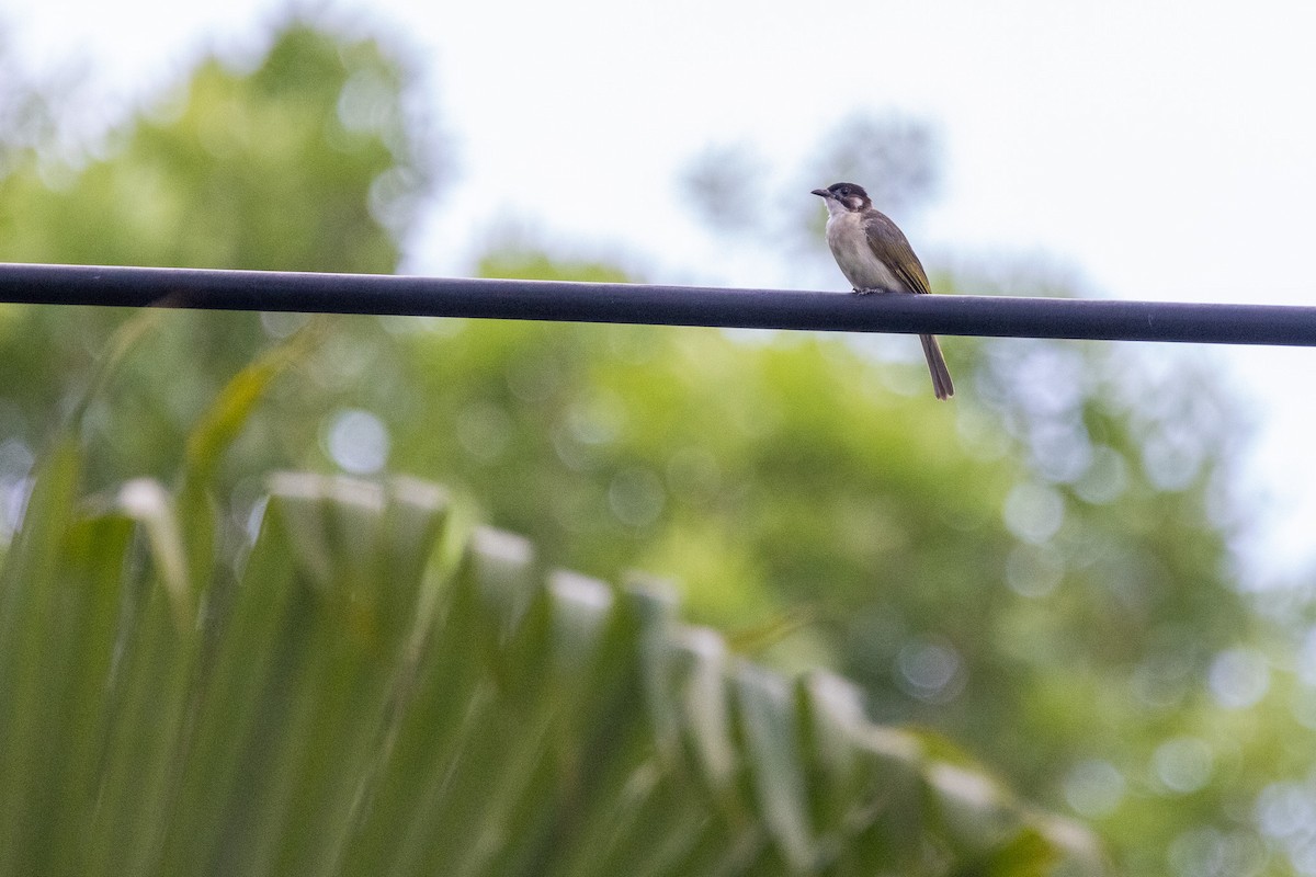 Light-vented Bulbul (hainanus) - ML623864991