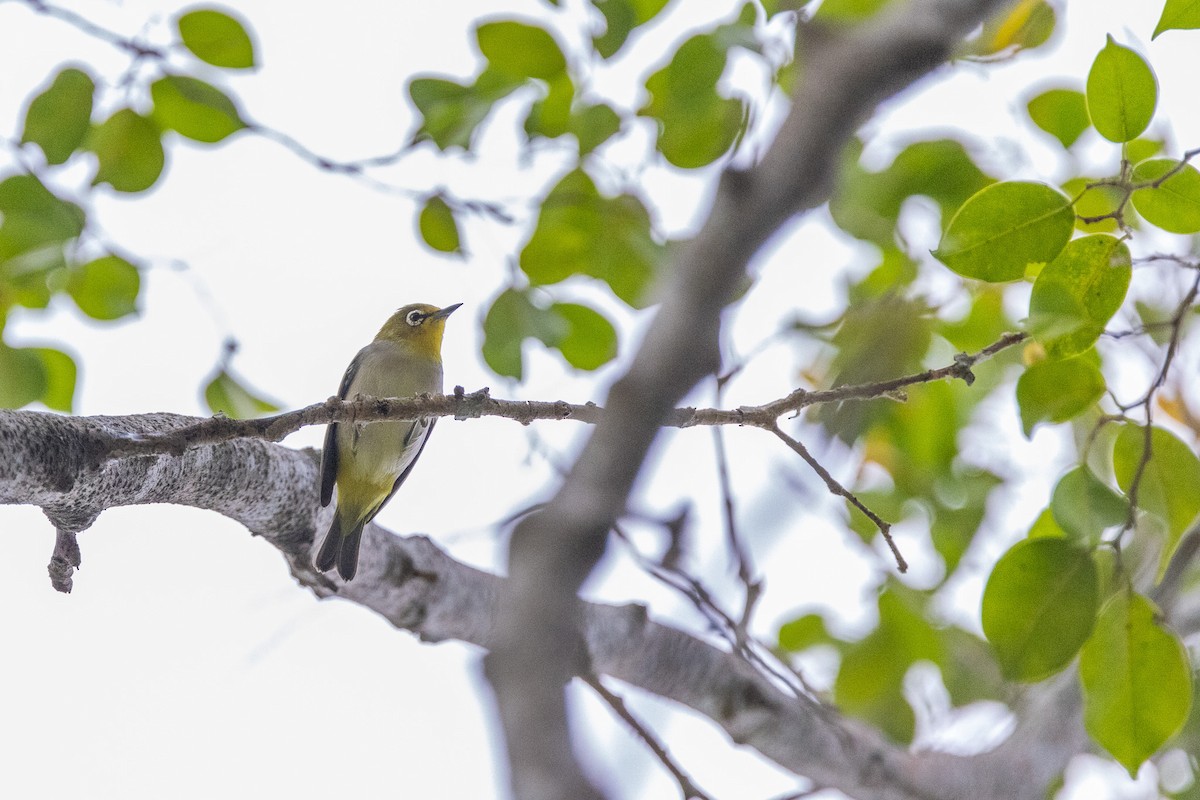 Swinhoe's White-eye - ML623864995