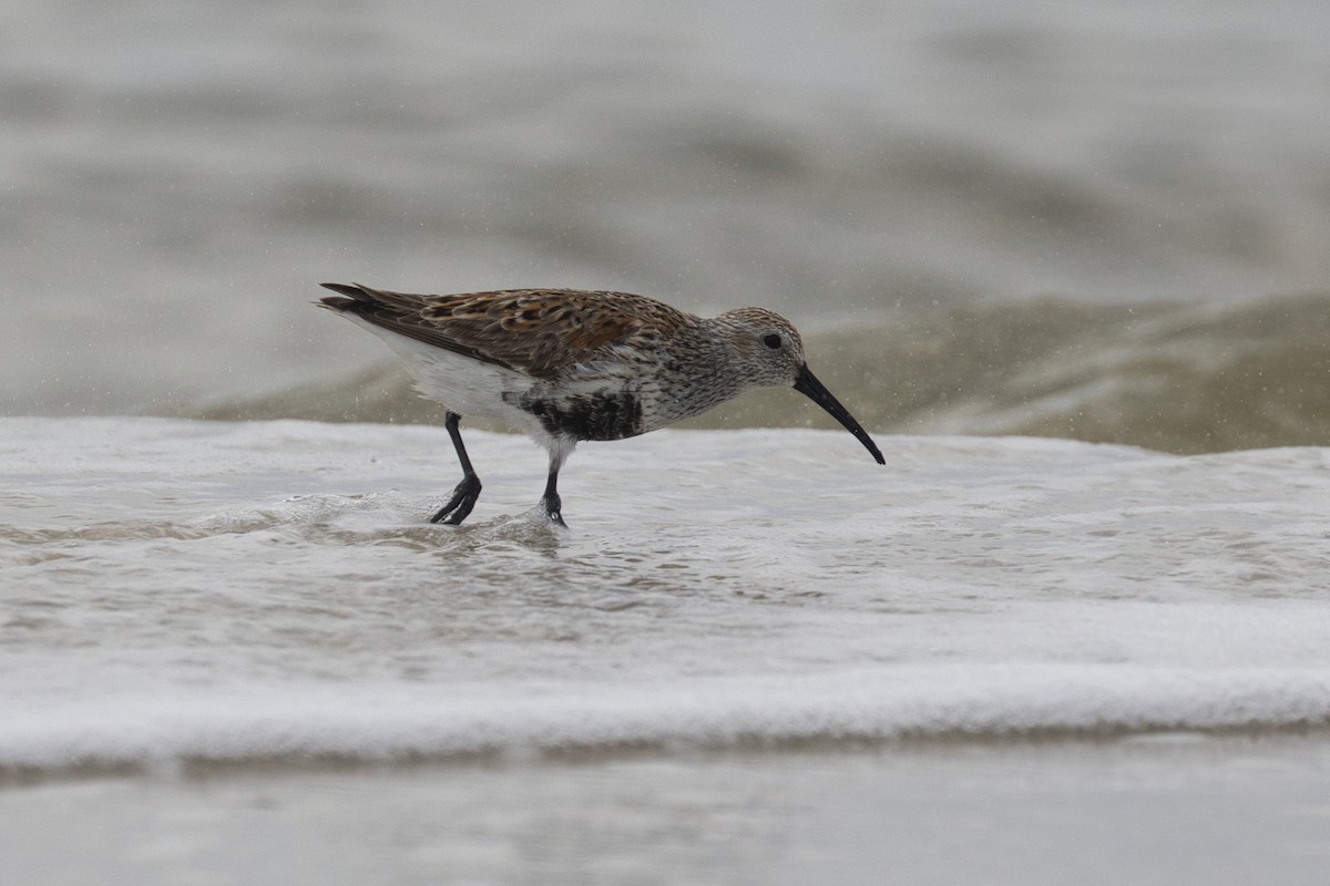 Dunlin - ML623865005